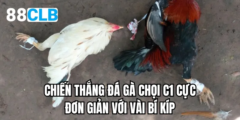Chiến thắng đá gà chọi c1 cực đơn giản với vài bí kíp
