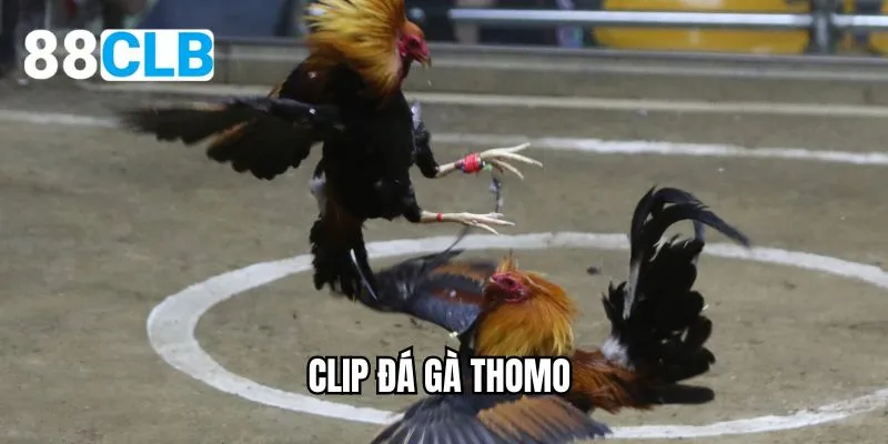 clip đá gà thomo