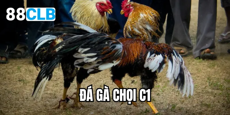 đá gà chọi c1