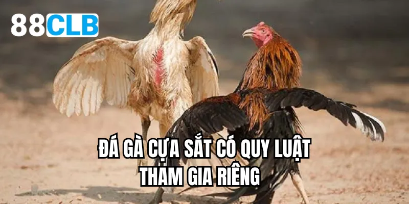 Đá gà cựa sắt có quy luật tham gia riêng biệt