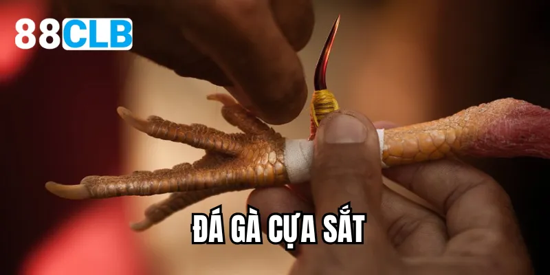 đá gà cựa sắt