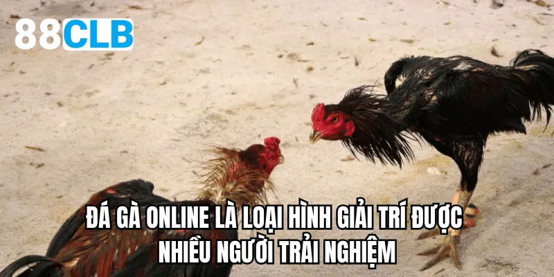 Đá gà online là loại hình giải trí được nhiều người trải nghiệm