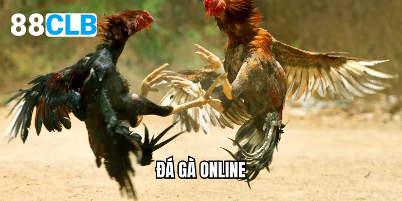 đá gà online