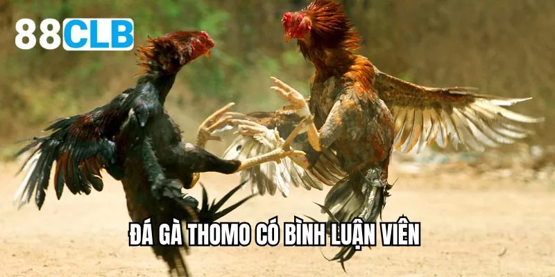 đá gà thomo có bình luận viên