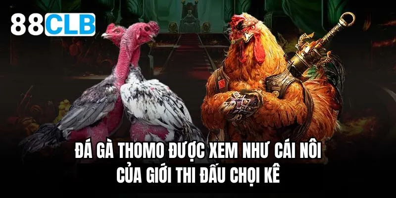 Đá gà Thomo được xem như cái nôi của giới thi đấu chọi kê