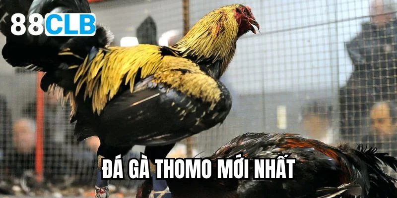 đá gà thomo mới nhất