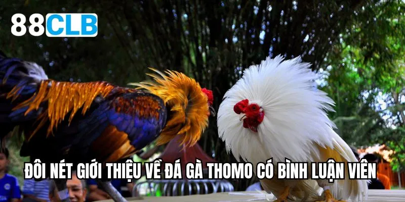 Đôi nét giới thiệu về đá gà thomo có bình luận viên