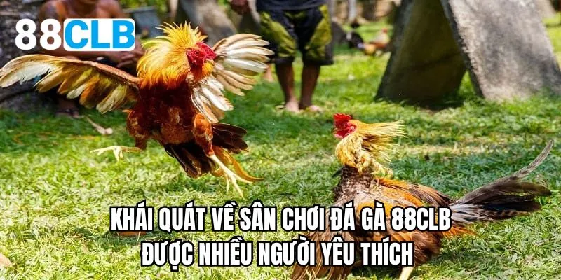 Khái quát về sân chơi đá gà 88CLB được nhiều người yêu thích
