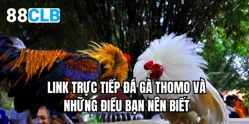 Link trực tiếp đá gà Thomo và những điều bạn nên biết