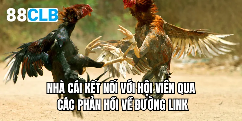 Nhà cái kết nối với hội viên qua các phản hồi về đường link