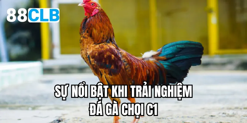 Sự nổi bật khi trải nghiệm đá gà chọi c1