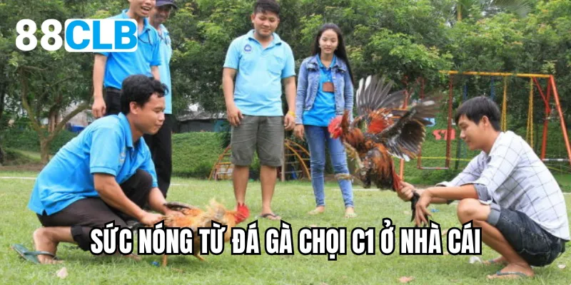 Sức nóng từ đá gà chọi c1 ở nhà cái