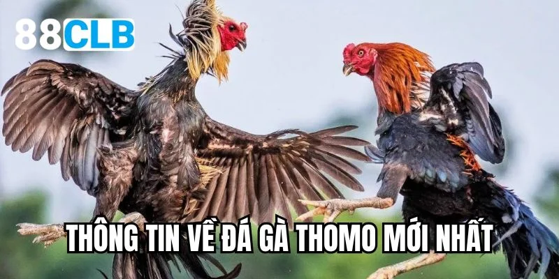Thông tin về đá gà Thomo mới nhất