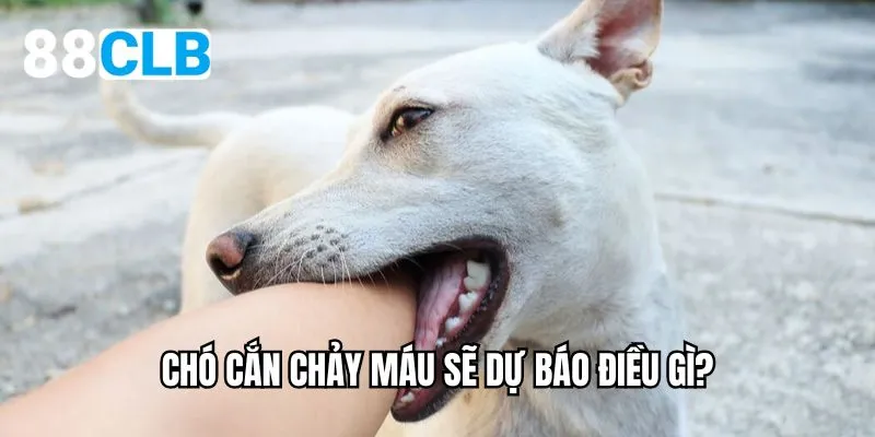Chó cắn chảy máu sẽ dự báo điều gì?