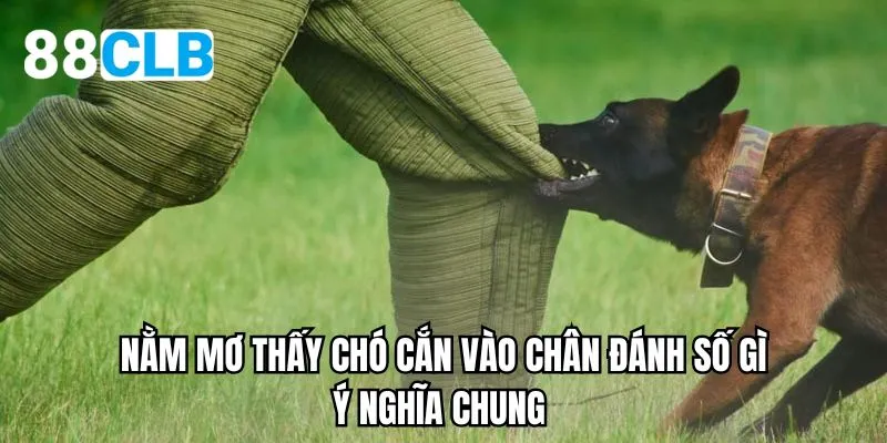 Nằm mơ thấy chó cắn vào chân đánh số gì - Ý nghĩa chung