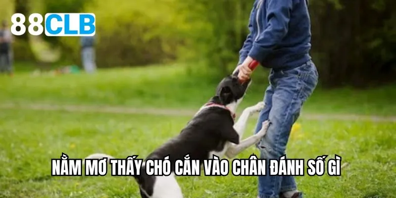 nằm mơ thấy chó cắn vào chân đánh số gì